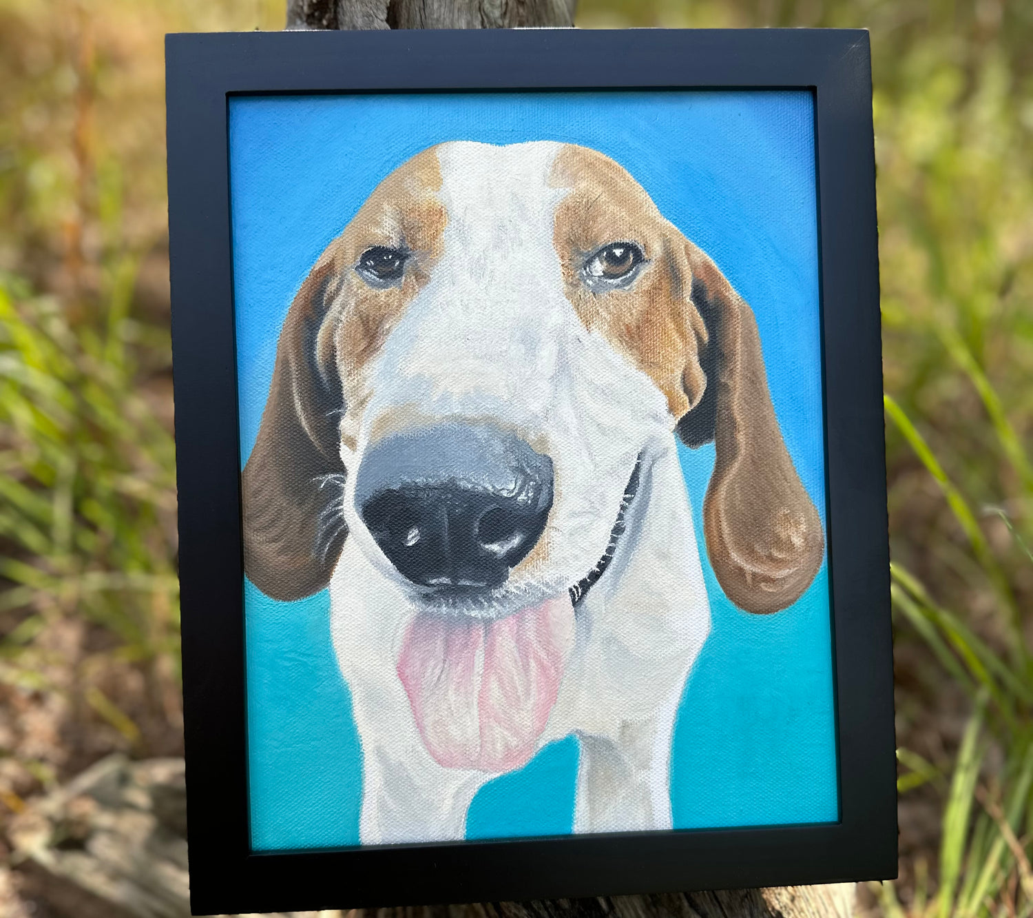 Pet Portraits